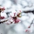 Kako odgoditi cvjetanje drveća? 5 načina u slučaju mraza